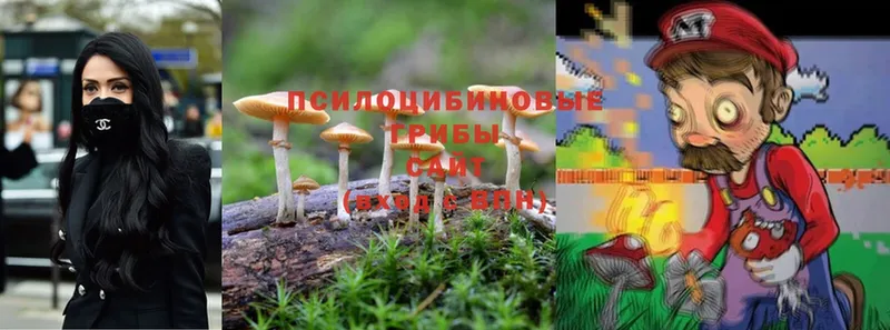 Галлюциногенные грибы Cubensis  Богучар 